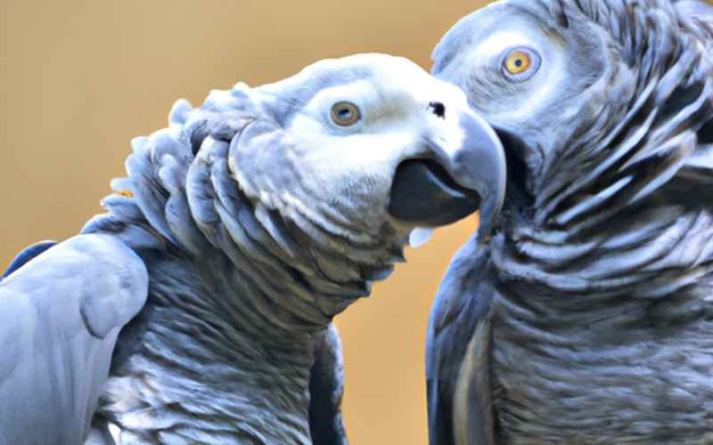 Beos und Wellensittiche - Können auch andere Papageien sprechen lernen?