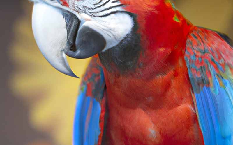 Empfohlene Methoden zur Krallenpflege von Ara Papageien