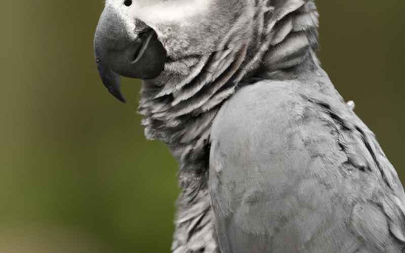 Ernährung und Gesundheit des Grau Papageis