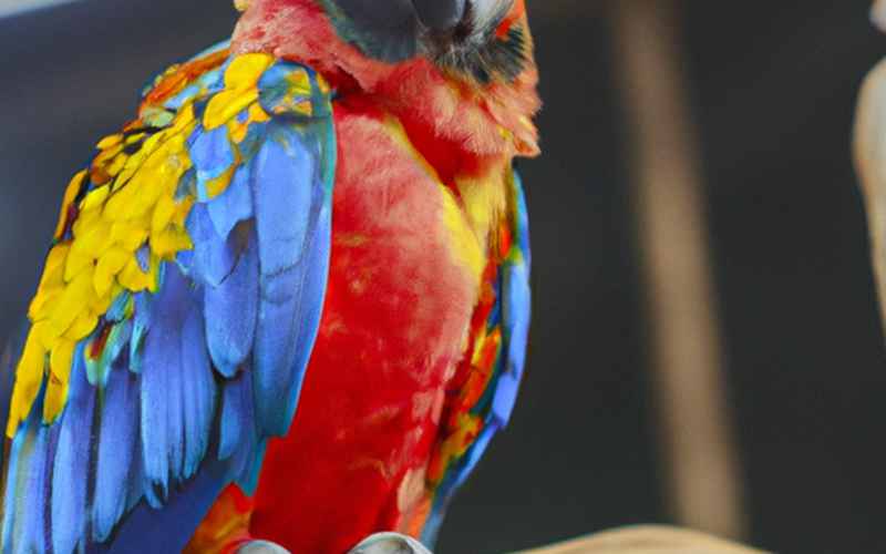 Futter und Pflege für sozialisierte Ara Papageien