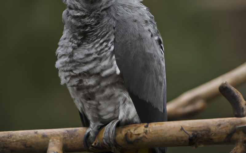 Haltung von Grau Papageien als Haustiere