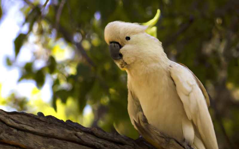 Kakadu Pflege: Das Training
