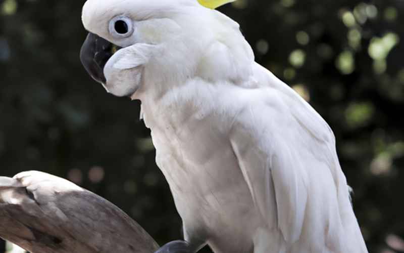 Kakadu Verhalten: Intelligenz und Nachahmung