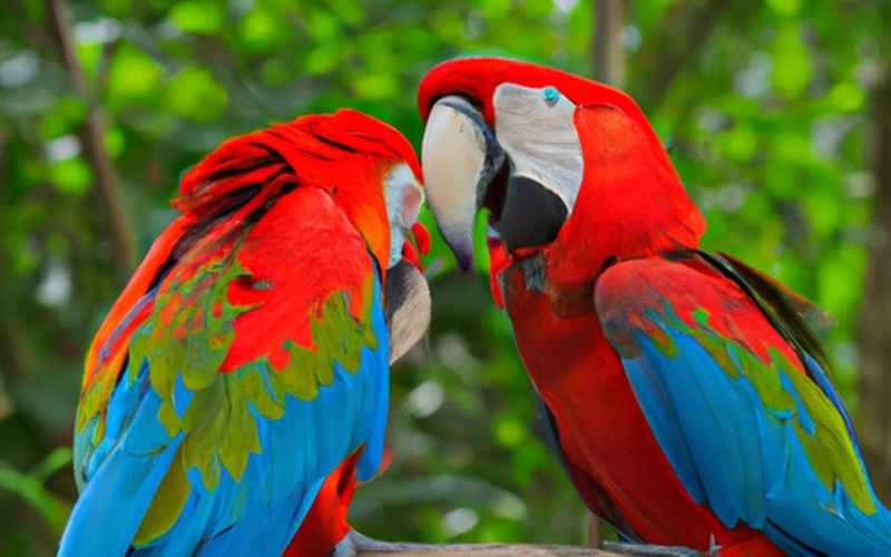 Krankheiten und Probleme bei der Ara Papagei Zucht