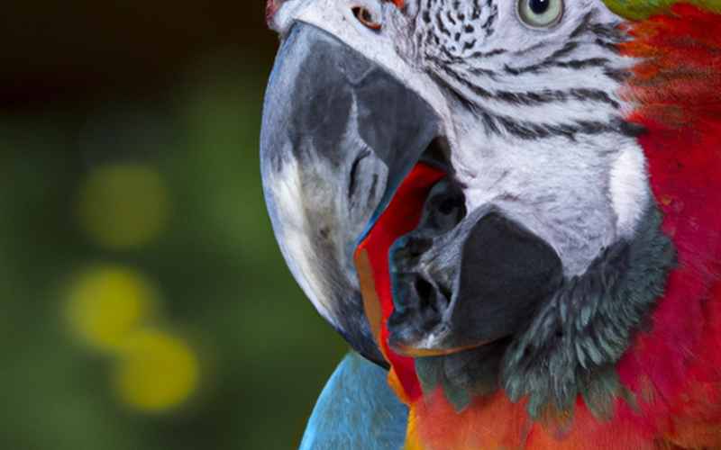 Paarhaltung von Ara Papageien