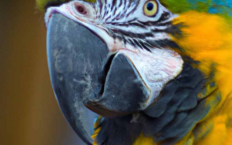 Professionelle Krallenpflege für Ara Papageien