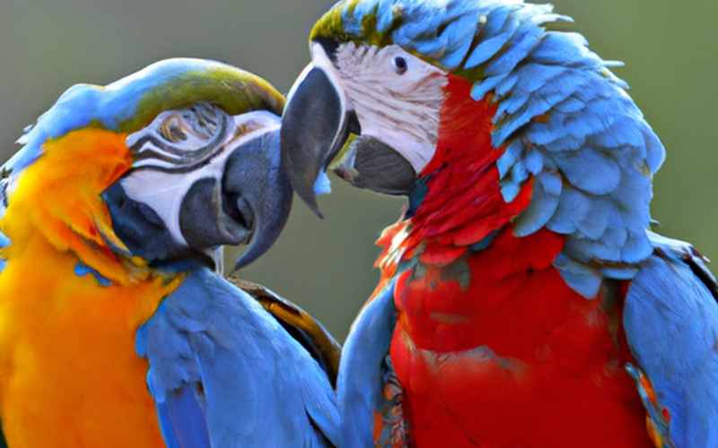 Welche Arten von Ara papageie eignen sich zur Zucht?