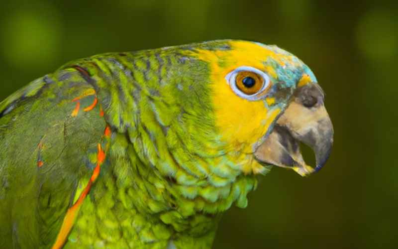 Äußere Umweltbedingungen und die Amazonen-Papagei-Mauser