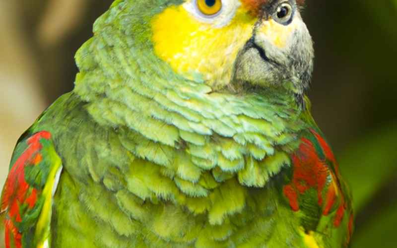 Amazonen Papagei Fortpflanzung: Bedeutung von dichtem Baumbestand