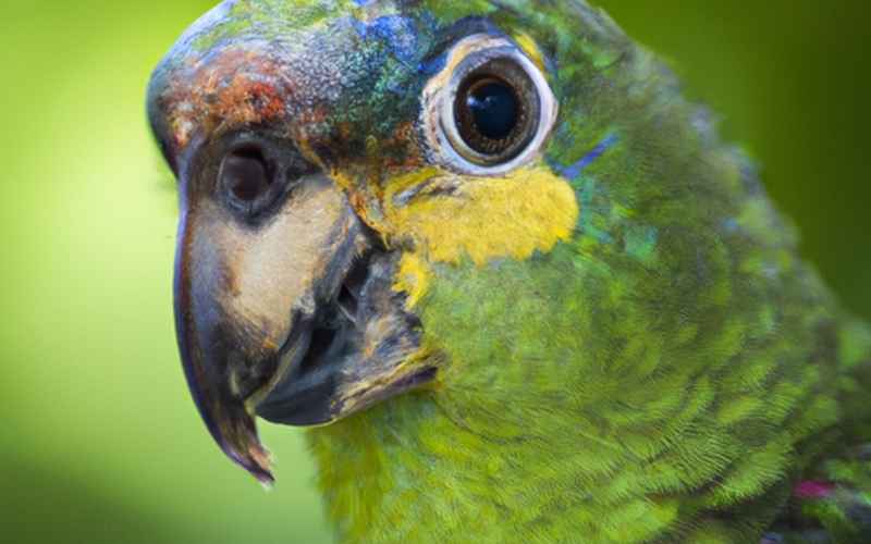 Amazonen Papagei Verhalten: Zusammenfassung und Fazit