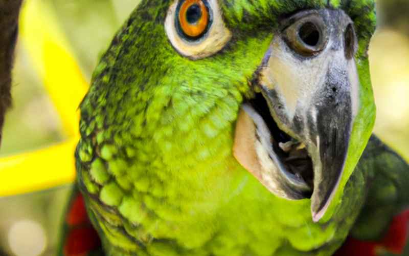 Artgerechte Pflege und Haltung zur Förderung der Amazonen Papagei Gesundheit