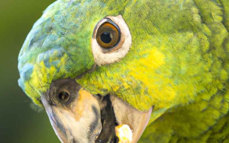 Ernährung und Gewichtsmanagement für die Amazonen Papagei Gesundheit
