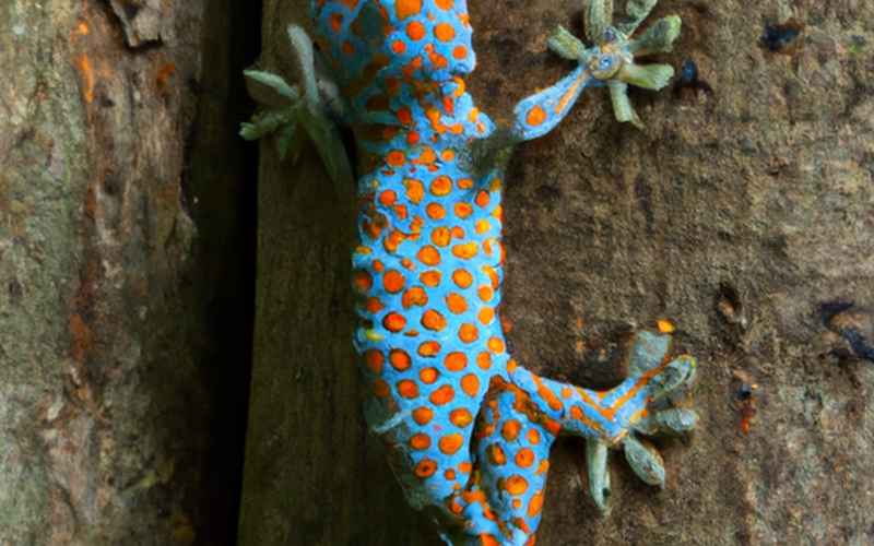 Faszination Gecko Arten: Besonderheiten und Vielfalt im Tierreich