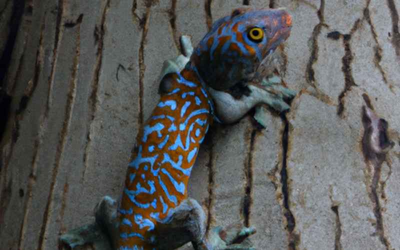 Gecko Futter für Insektenfresser