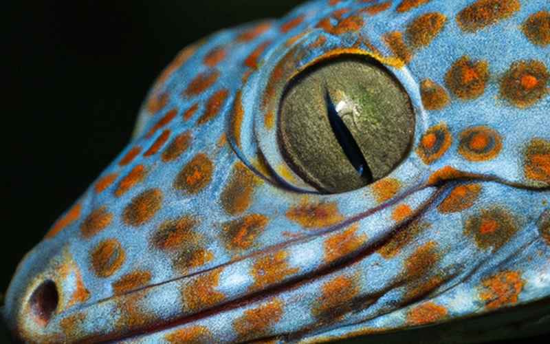 Gecko Terrarium einrichten: Der richtige Bodengrund