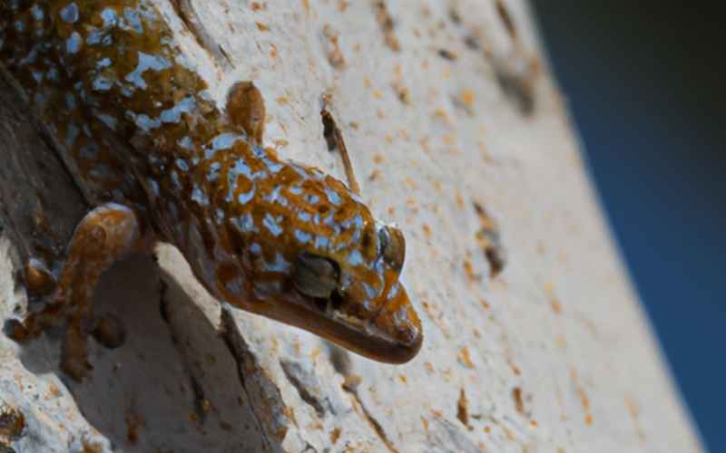 Gesundheit und Pflege von Geckos: Tipps für eine artgerechte Gecko Haltung