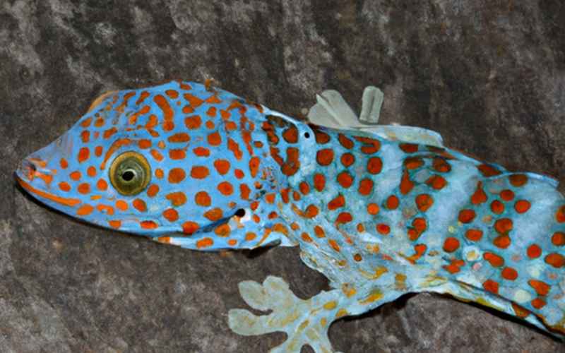 Lebensweise und Lebensraum von tagaktiven Geckos