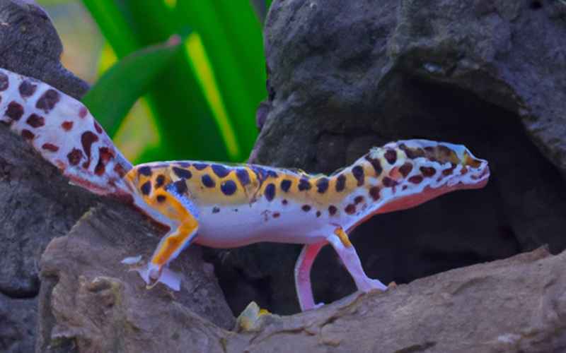 Leopardgecko Terrarium: Tipps zur Pflege und laufenden Instandhaltung des Terrariums