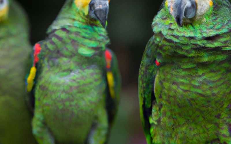 Methoden und Techniken für eine erfolgreiche Amazonen-Papagei-Sozialisierung