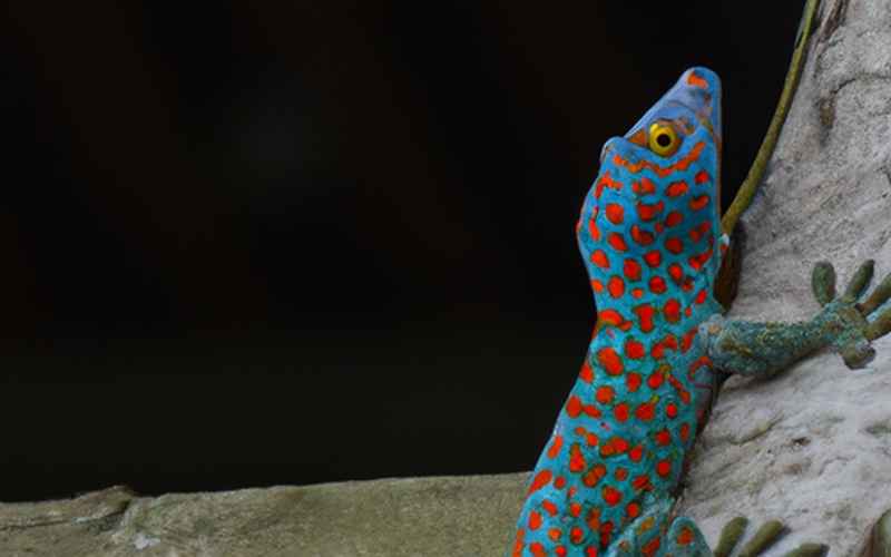 Nachhaltiges Spielzeug: Gecko Run aus Deutschland
