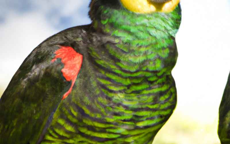 Pflege und Unterstützung des Amazonen-Papageis während der Mauser