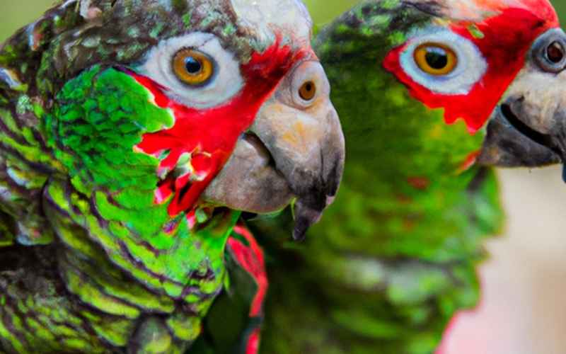 Sicherheit im Zuhause: Voraussetzung für das Vertrauen gewinnen mit Ihrem Amazonen Papagei