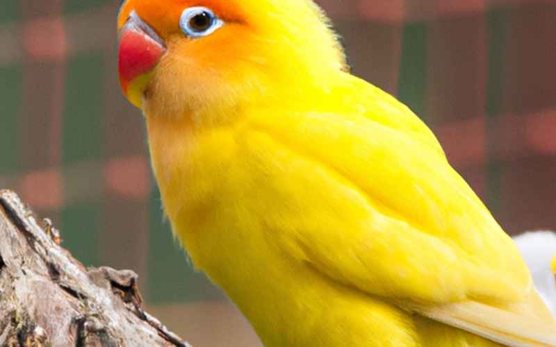Wie trägt eine erfolgreiche Erziehung zum Wohlbefinden des Vogels bei?