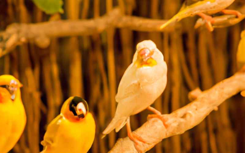 Auswahl einer geeigneten Voliere: Wie viel Platz braucht ein Kanarienvogel in einer Außen- oder Innenvoliere?