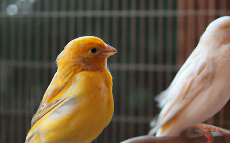 Der Siegeszug der Kanarienvögel und ihr Gesang in der Welt