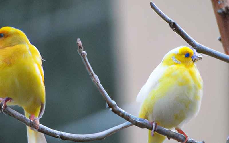 Die Notwendigkeit von ausreichend Freiflug für Kanarienvögel: Wann, wie viel und unter welchen Bedingungen?