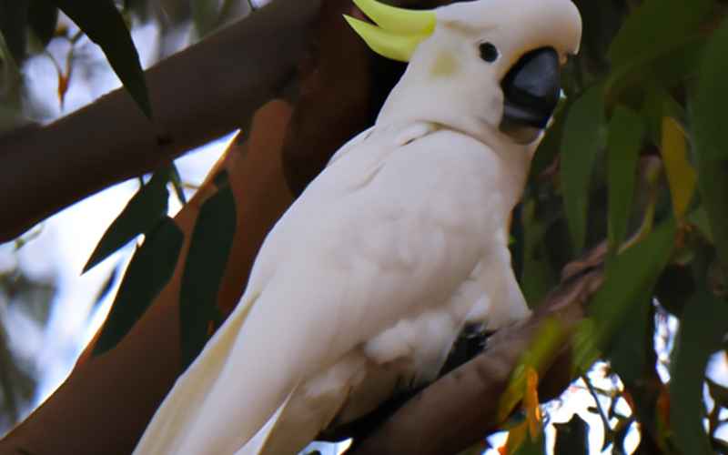 Die Popularität des Graupapageis: Warum er zu den beliebtesten Papageienarten gehört