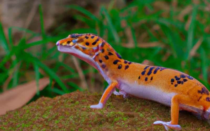 Die Rolle der Inkubation bei der Zucht von Leopardgeckos