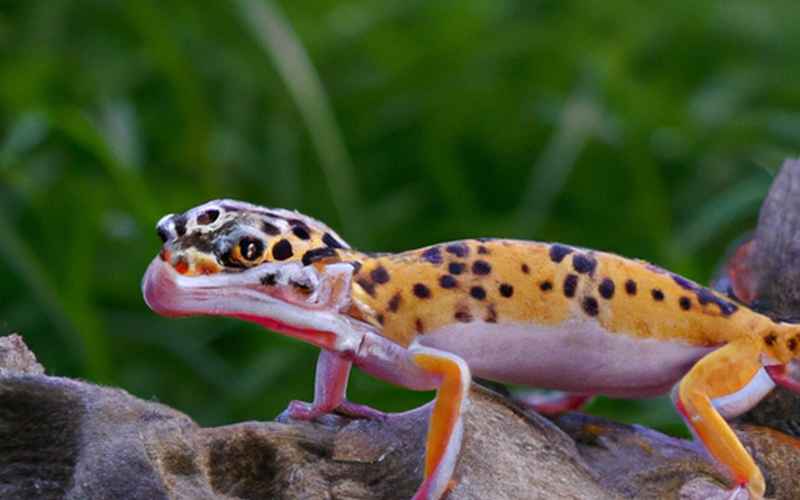 Durchführung der Winterruhe für Leopardgeckos