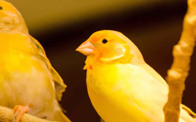 Schlussbemerkungen: Das ideale Alter, um Kanarienvögel auf ihre Geschlechtsreife zu überprüfen