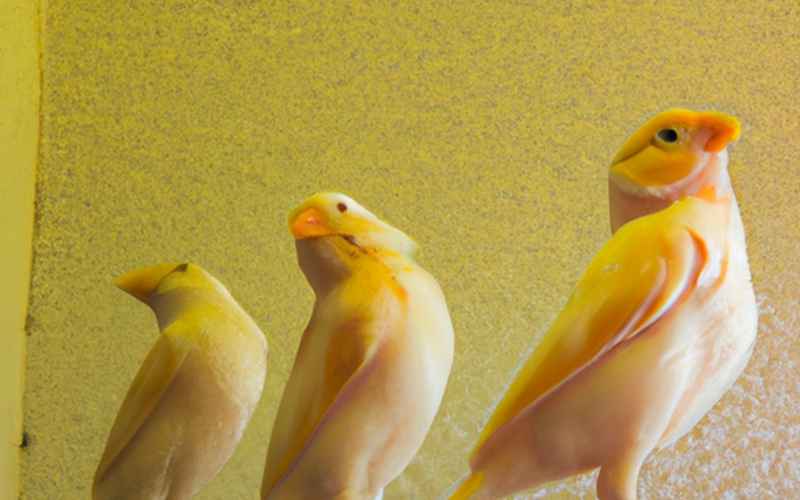 Tipps für die Pflege und Förderung des Gesangs bei Kanarienvögeln Männchen
