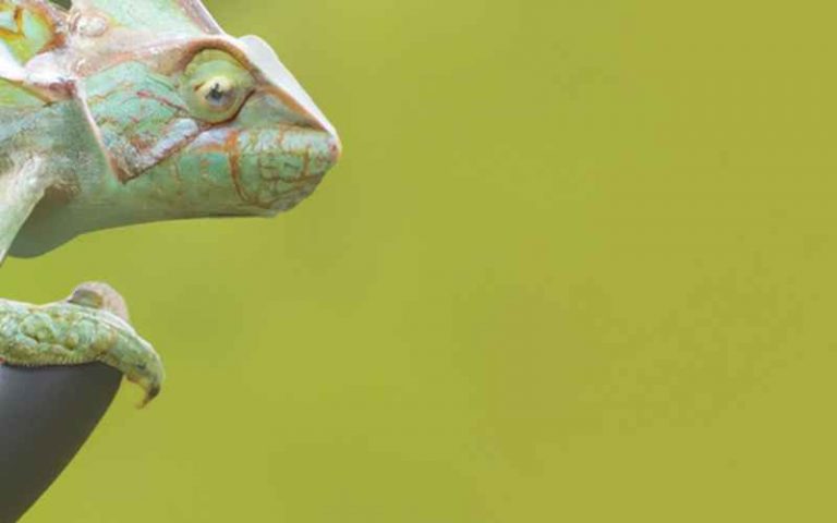 Chamäleon Alter: Alles über Lebenserwartung & Wachstum