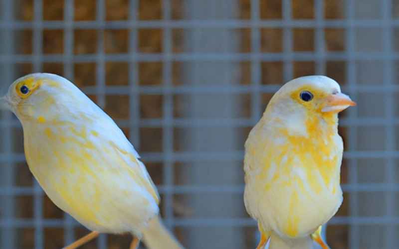 Was braucht ein Kanarienvogel im Käfig: Wichtigkeit der täglichen Freiflugzeit
