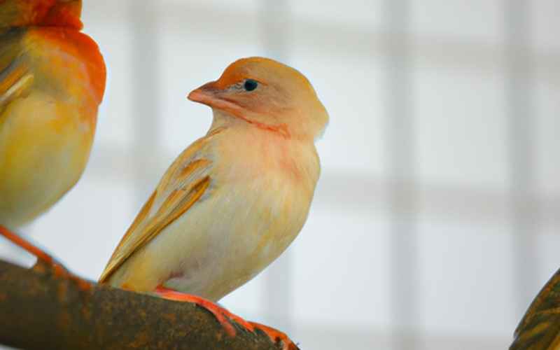 Was ist, wenn der Kanarienvogel nicht mehr singt? Ein Überblick für besorgte Vogelbesitzer