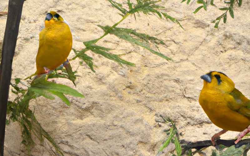 Wie lang dürfen die Krallen beim Kanarienvogel sein: Vorbeugungsmaßnahmen