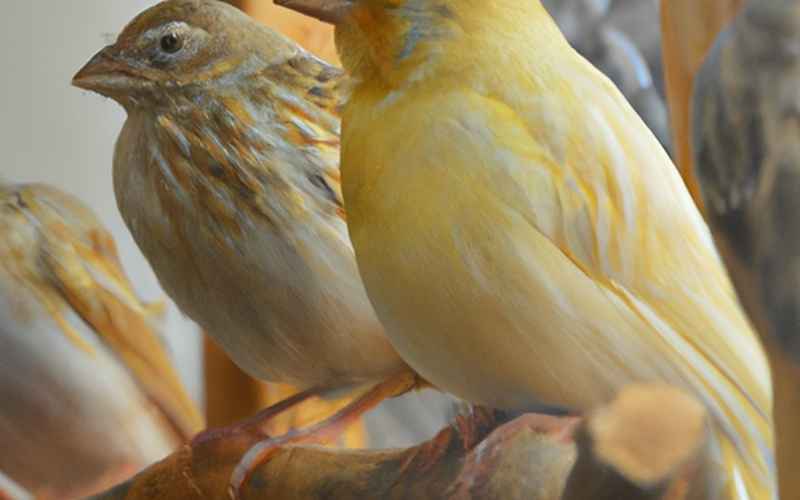 Woher kommt der Kanarienvogel? Seine Verbreitung in Deutschland und Österreich