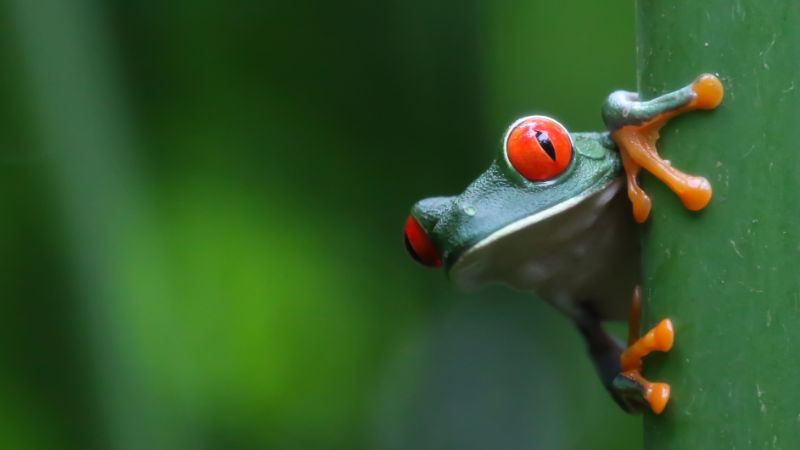 Augen geöffnet Frosch