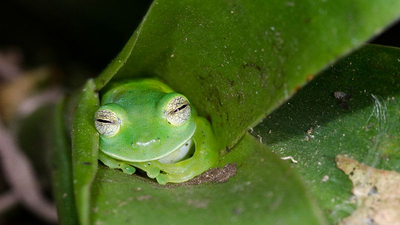 Frosch schläft